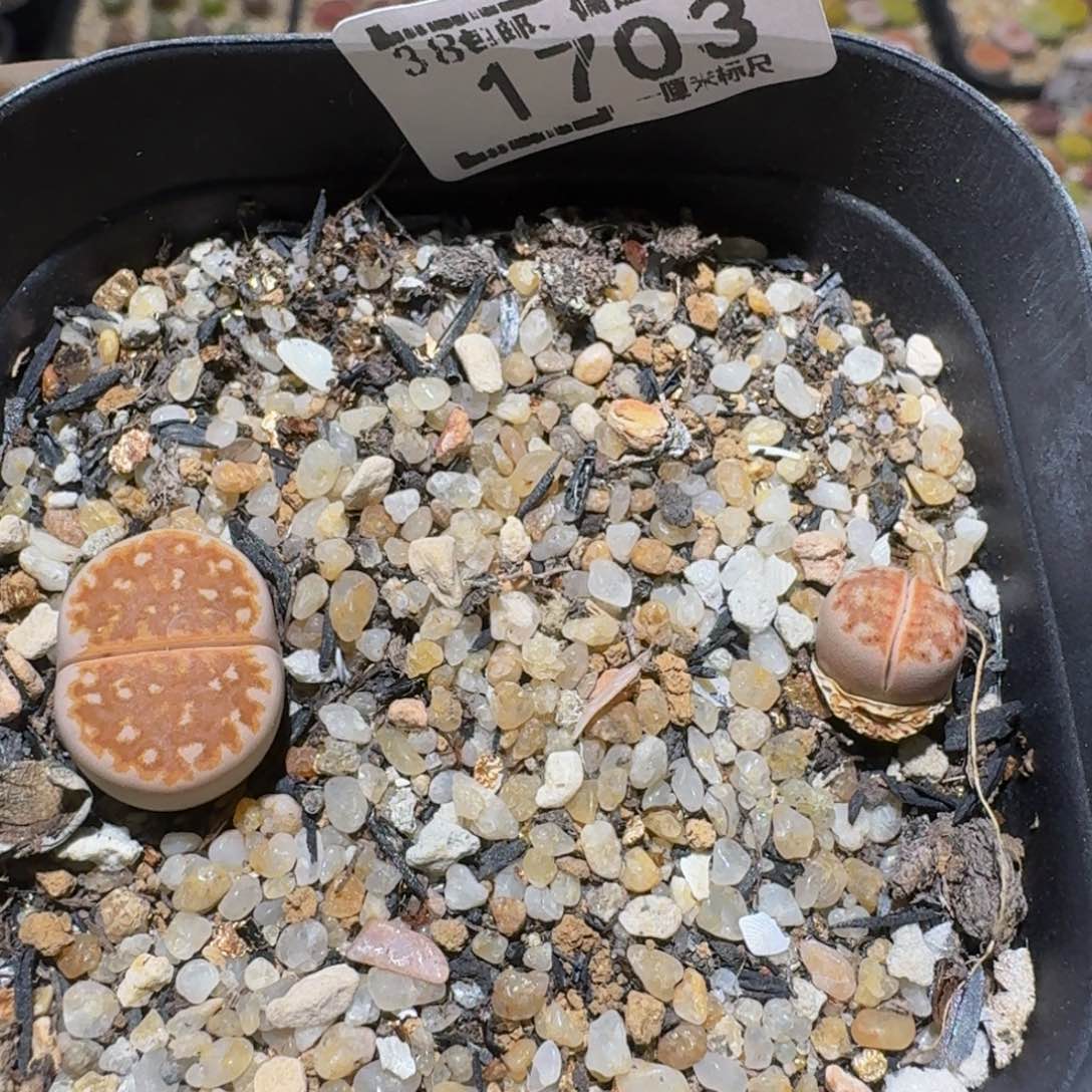 小****Ssss精品生石花1703