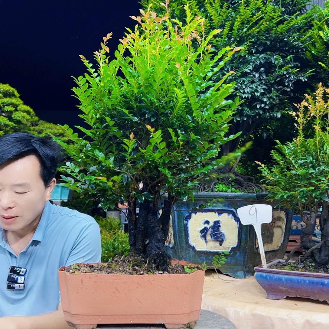 当前无花朵，栽培后可花朵情***案