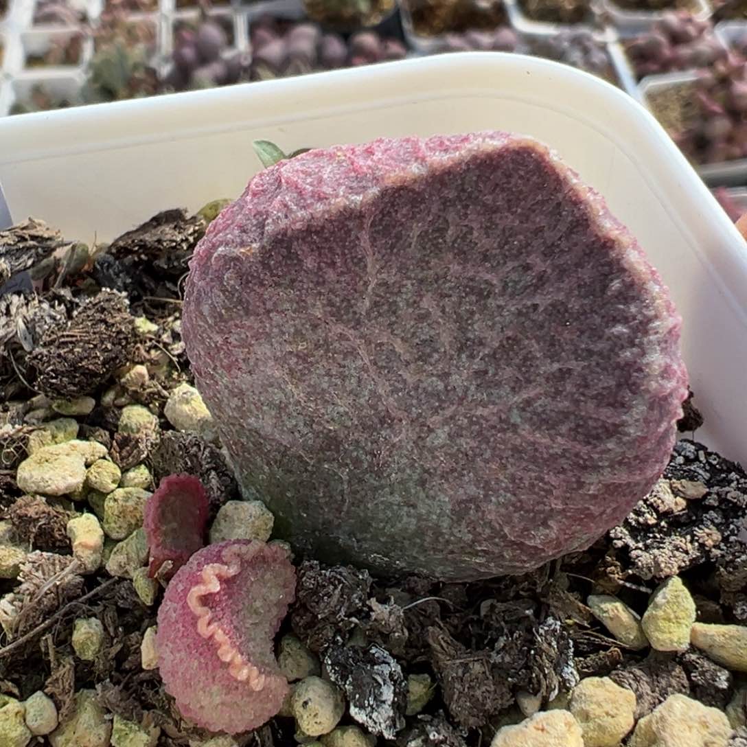 猪肝多肉植物水泡