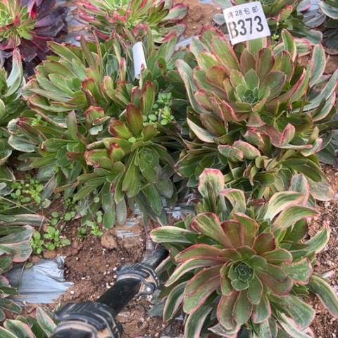 373焕莎不包断枝