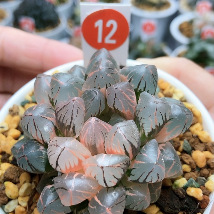 【闪购商品】12红太阳锦