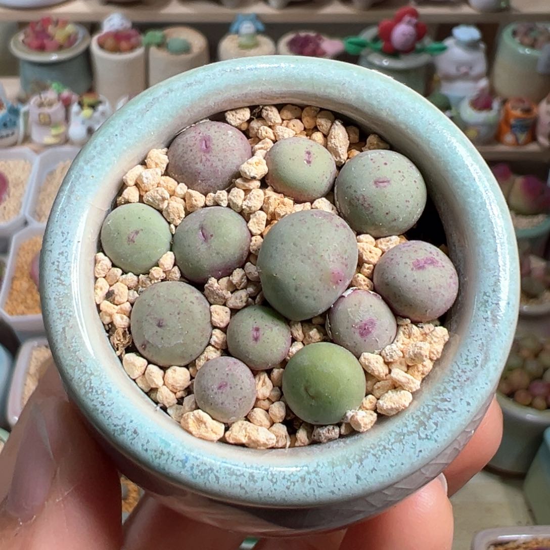 多肉植物2号小红嘴