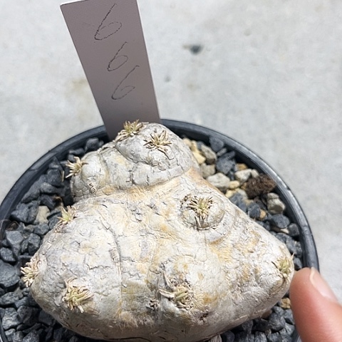 潮流植物须笑，666