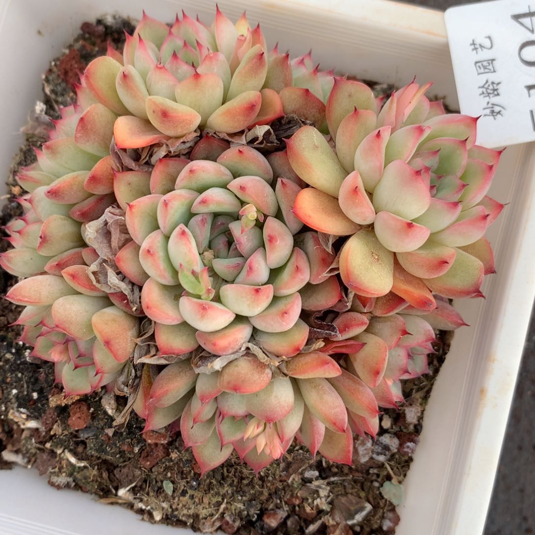 5104杂交精品基地10厘米