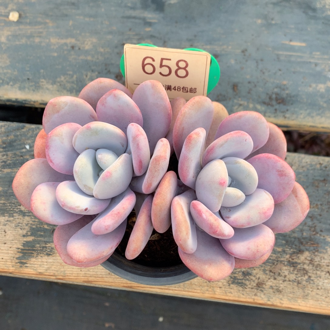 拉拉奶老桩一物一拍