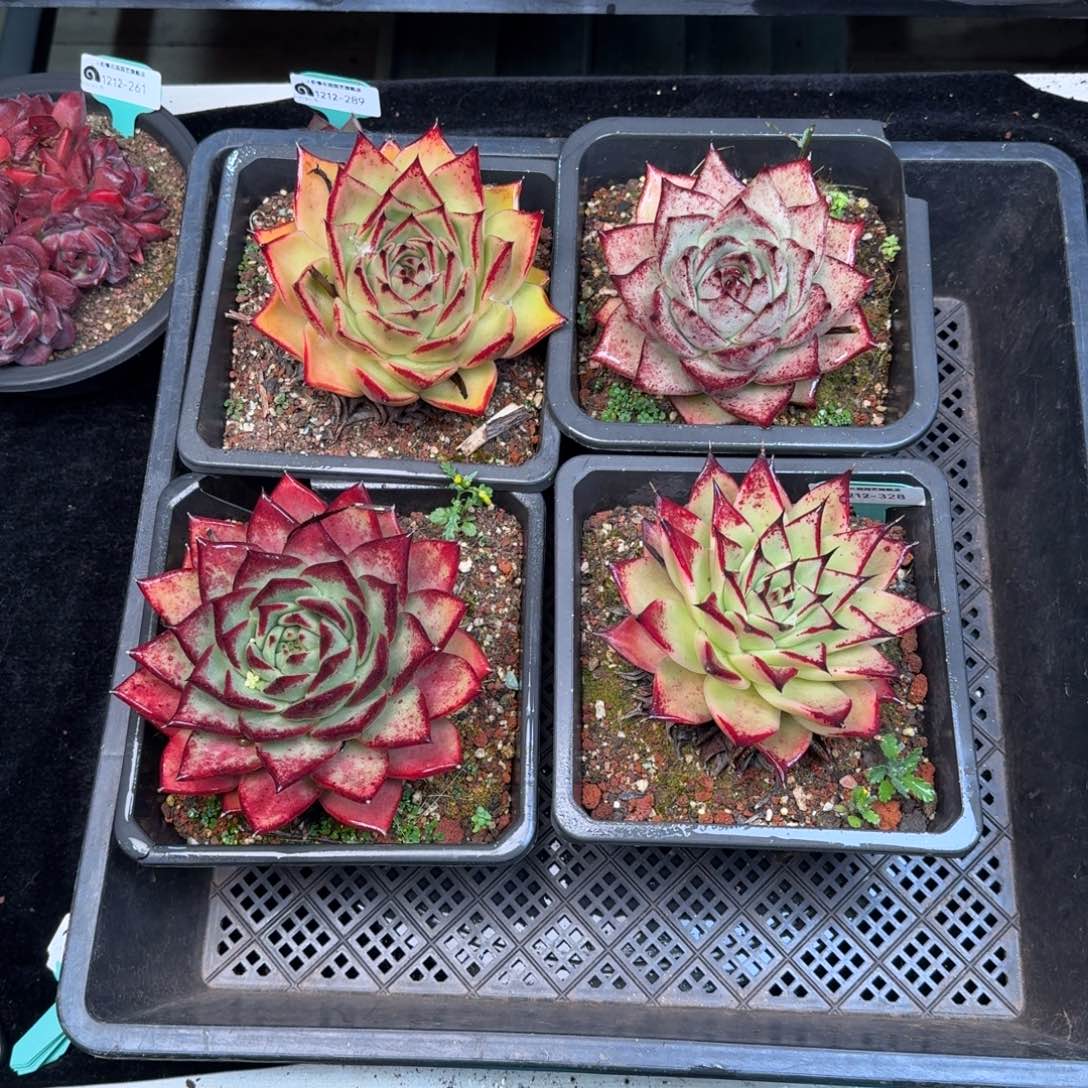 从前慢多肉精选编号1212.328