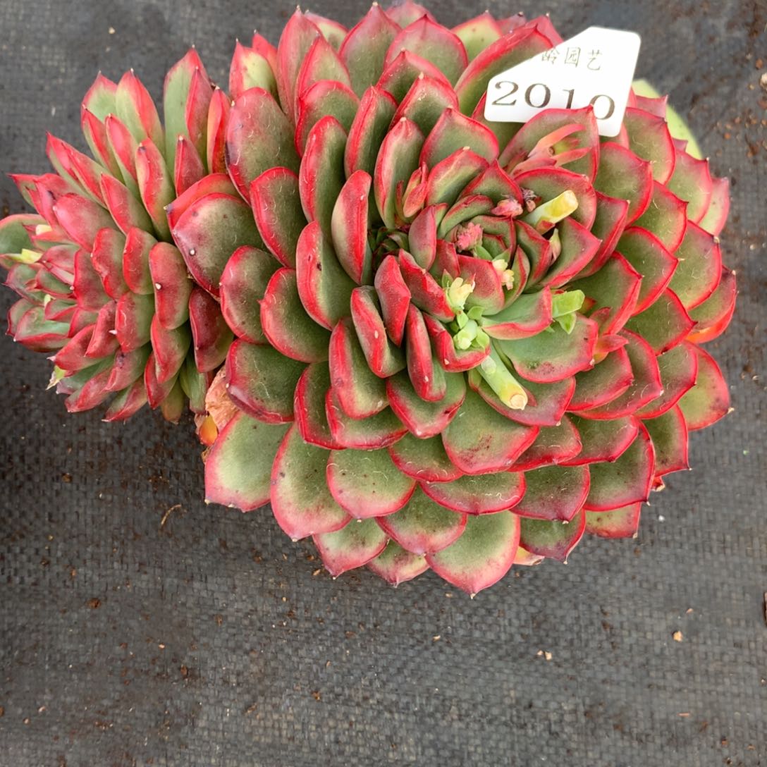 2101杂交精品基地18厘米