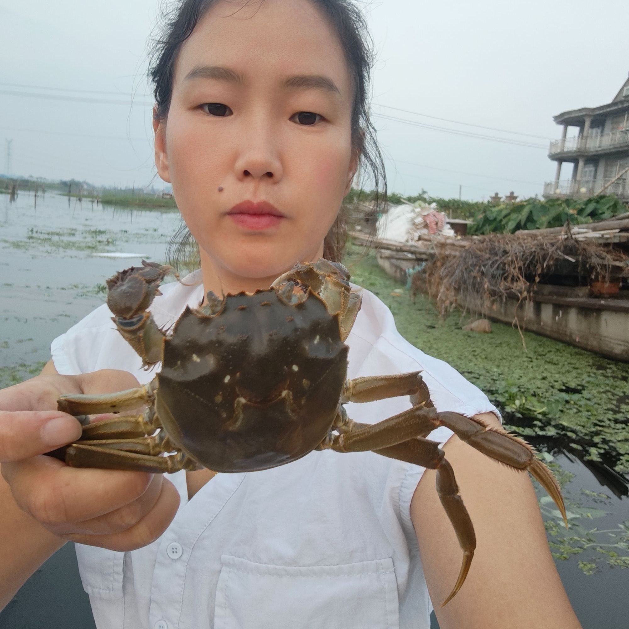 兴化大闸蟹全母蟹2.5-2.8两10只装鲜活螃蟹