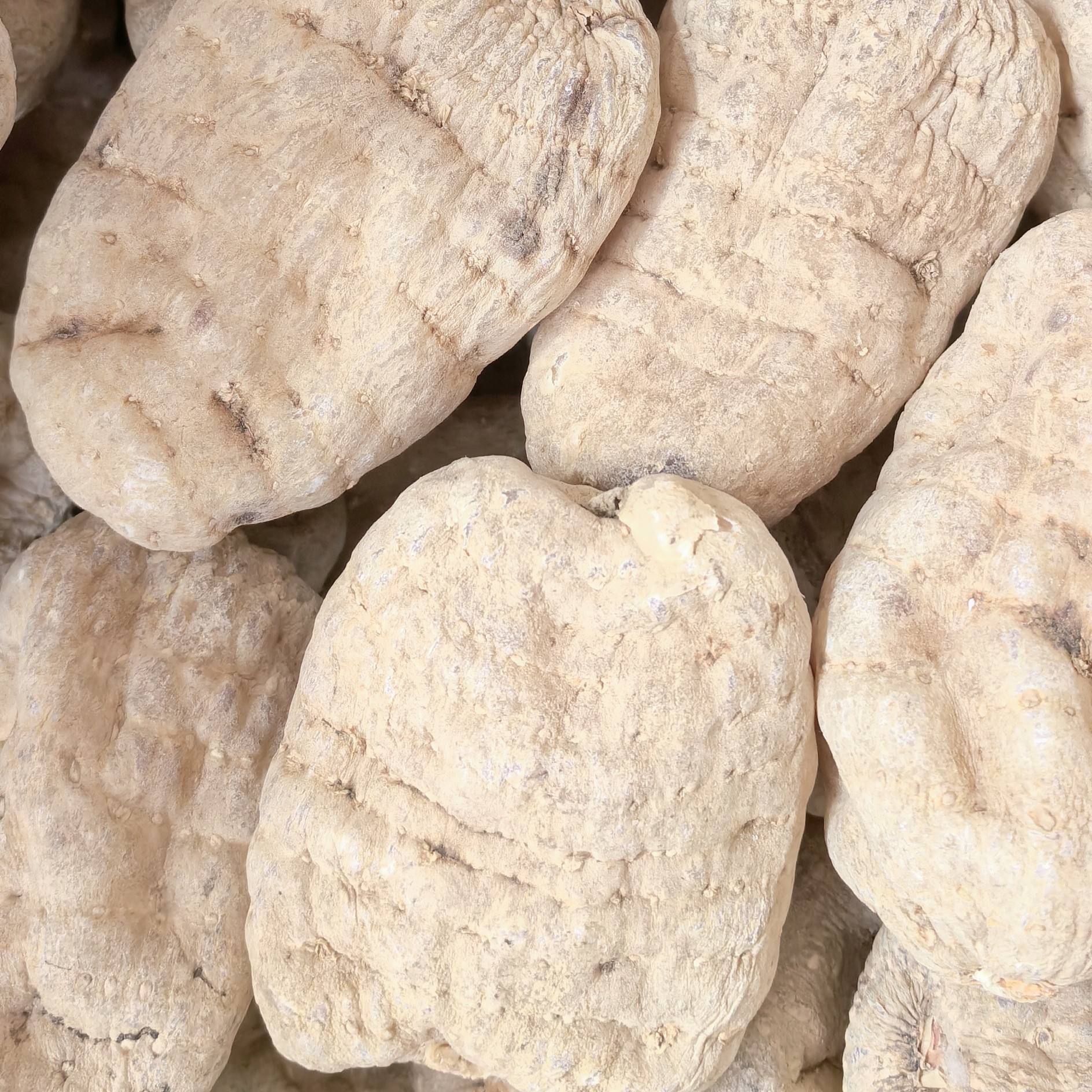 云南昭通小草坝正宗天麻自然晾晒可煲汤炖肉养生干货