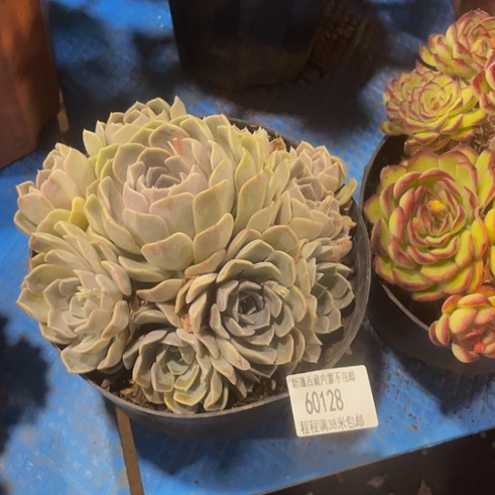 孙*娘汉堡60128多肉