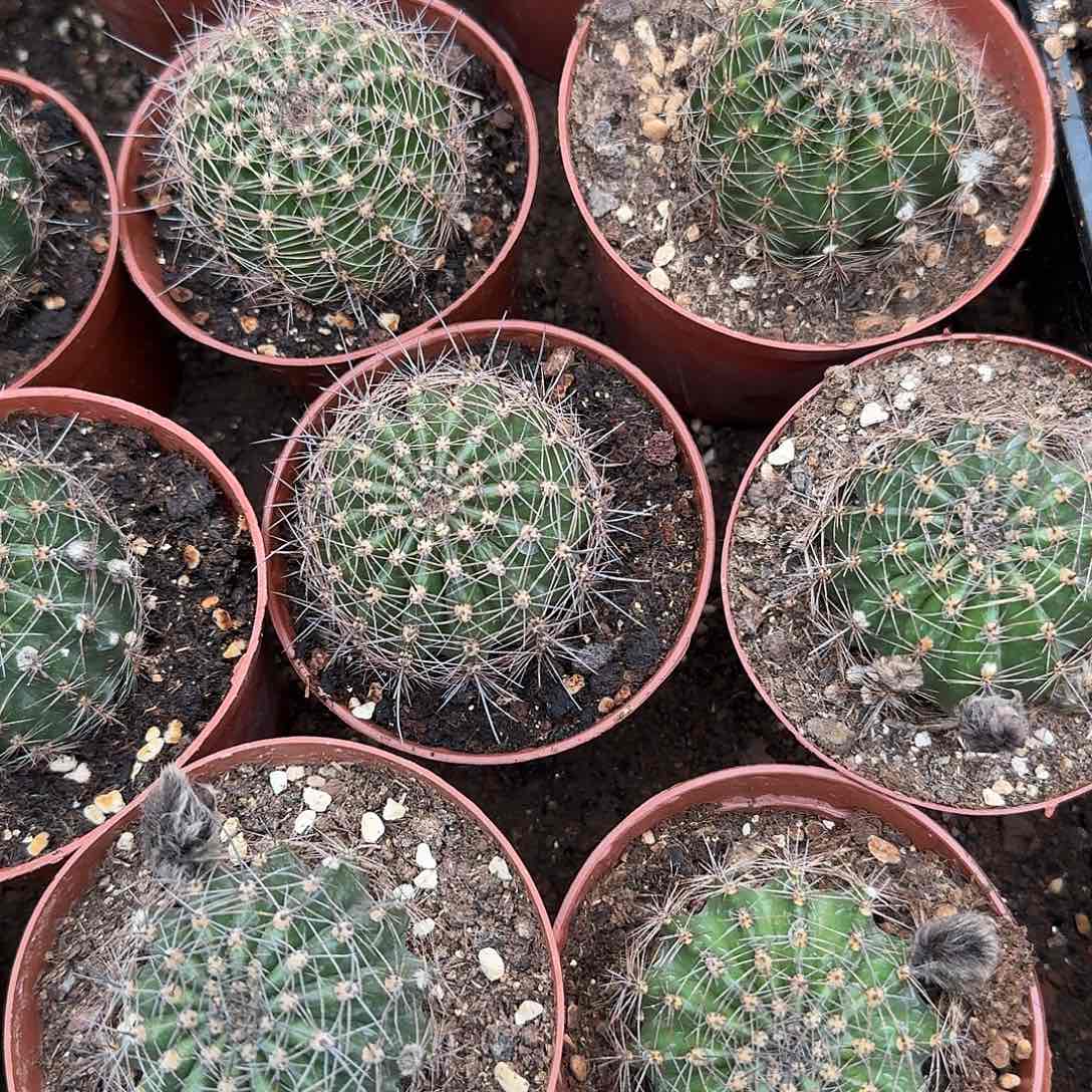 无花朵彩草180月光倾城，单棵的价格