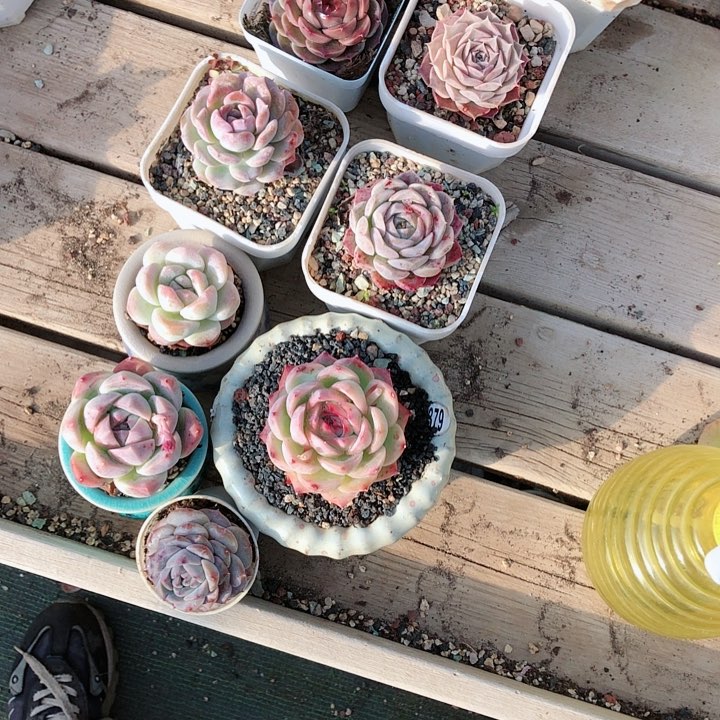 【闪购商品】没****豹粉红豹10