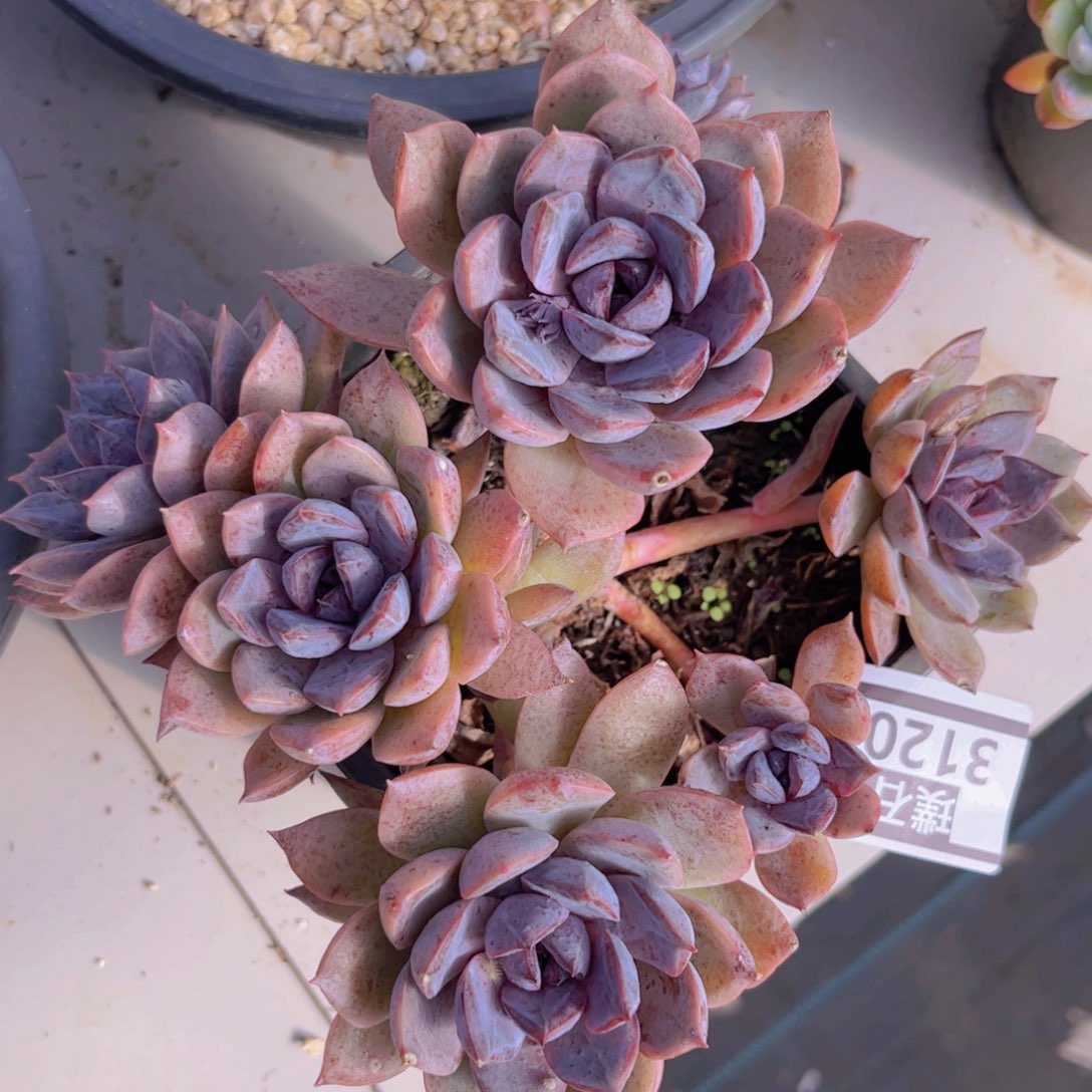 紫薰3120多肉植物