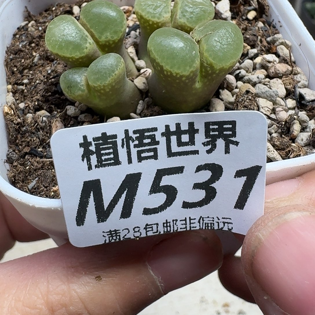多肉植物的人生ghjj