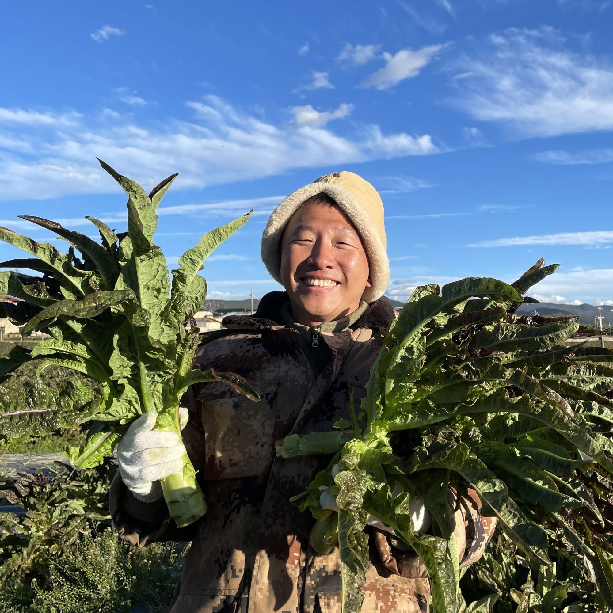 【大理苍山溪水浇灌】云南露天红叶翡翠香莴笋/莴苣原产地每日现收