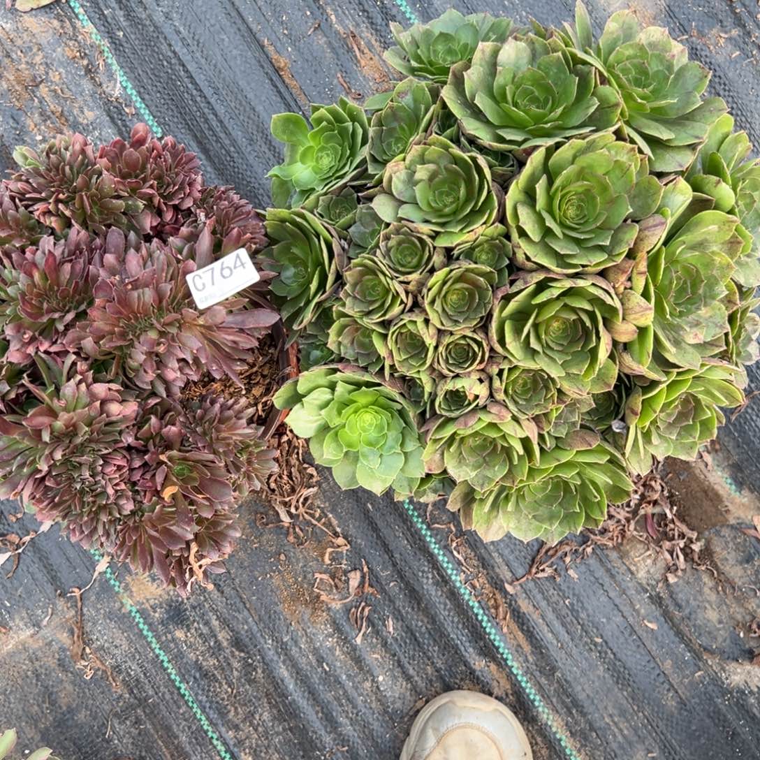 764两颗组合多肉植物法师