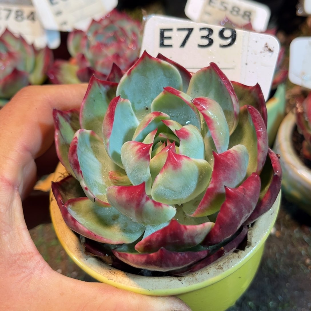 惊鸿一瞥739号多肉