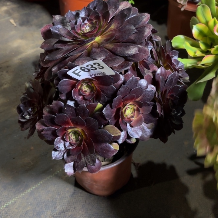 瑞妈，。。。。。633黑美人，有断