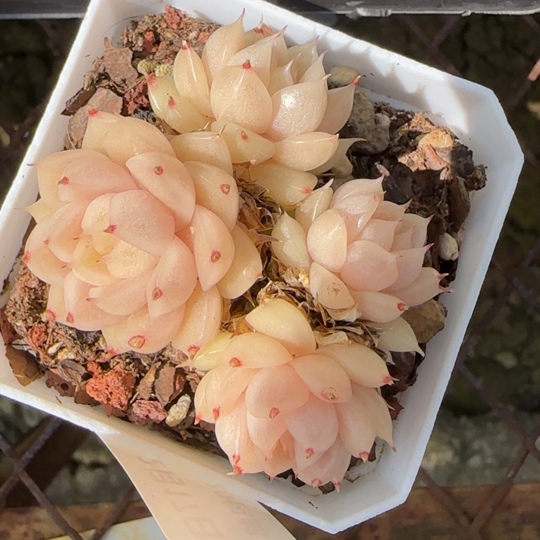 子*花语逸境0217-226散