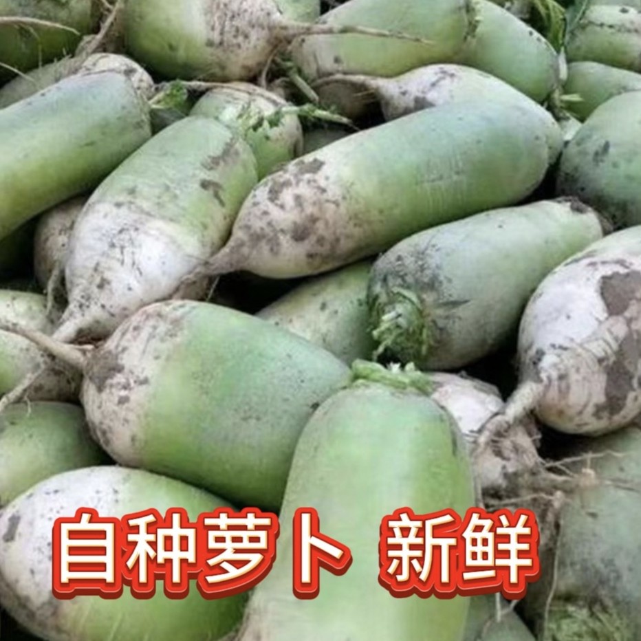 河南正宗新鲜青萝卜农家自种现挖可腌菜泡菜清甜微辣清脆多汁