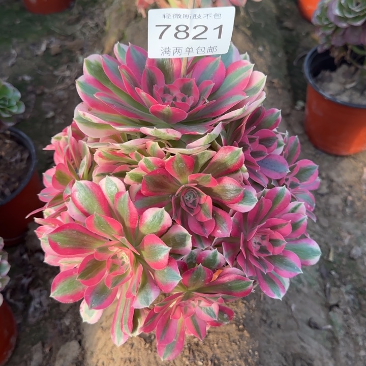 7821女巫多肉植物