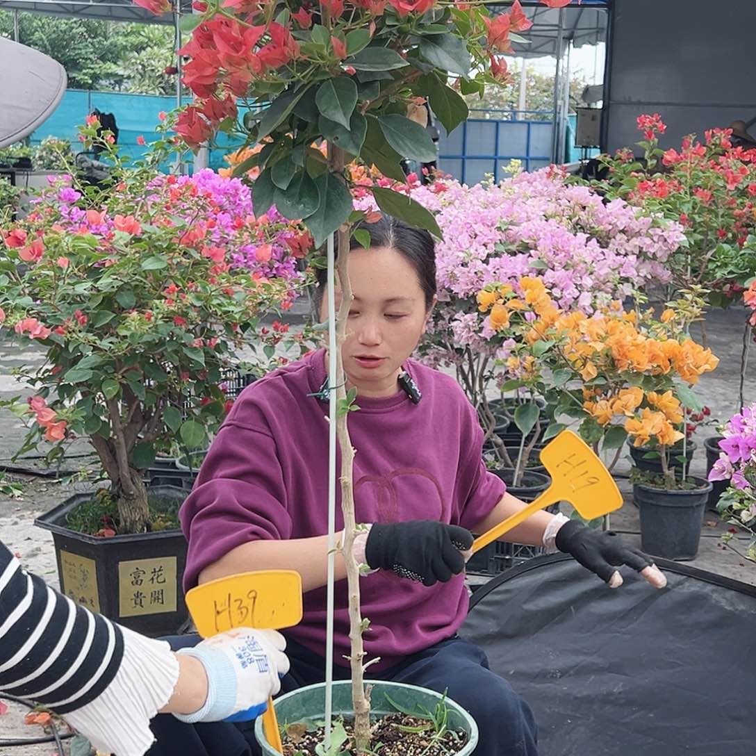 花***见大部分花苞少量开放H39佩德罗