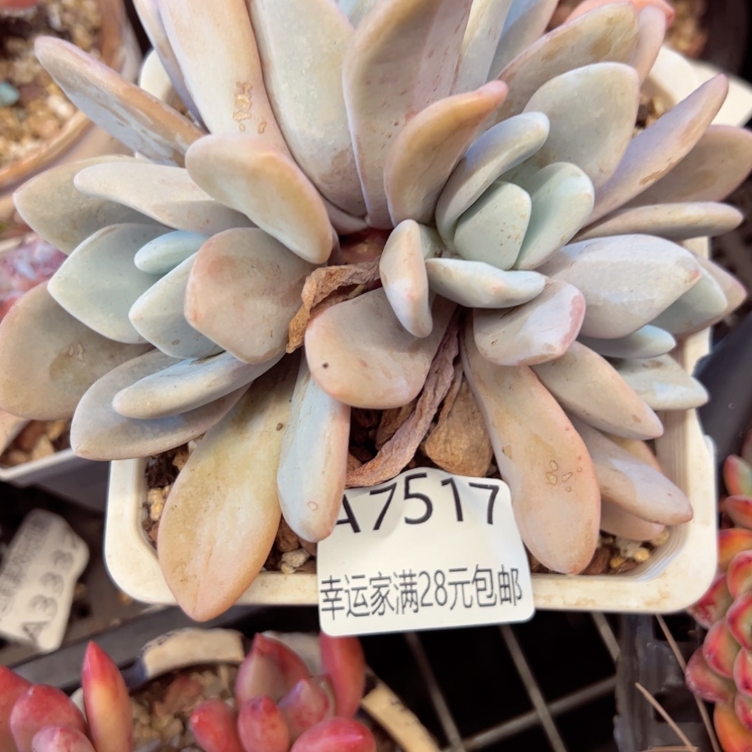 幸运的是我的朋友们都