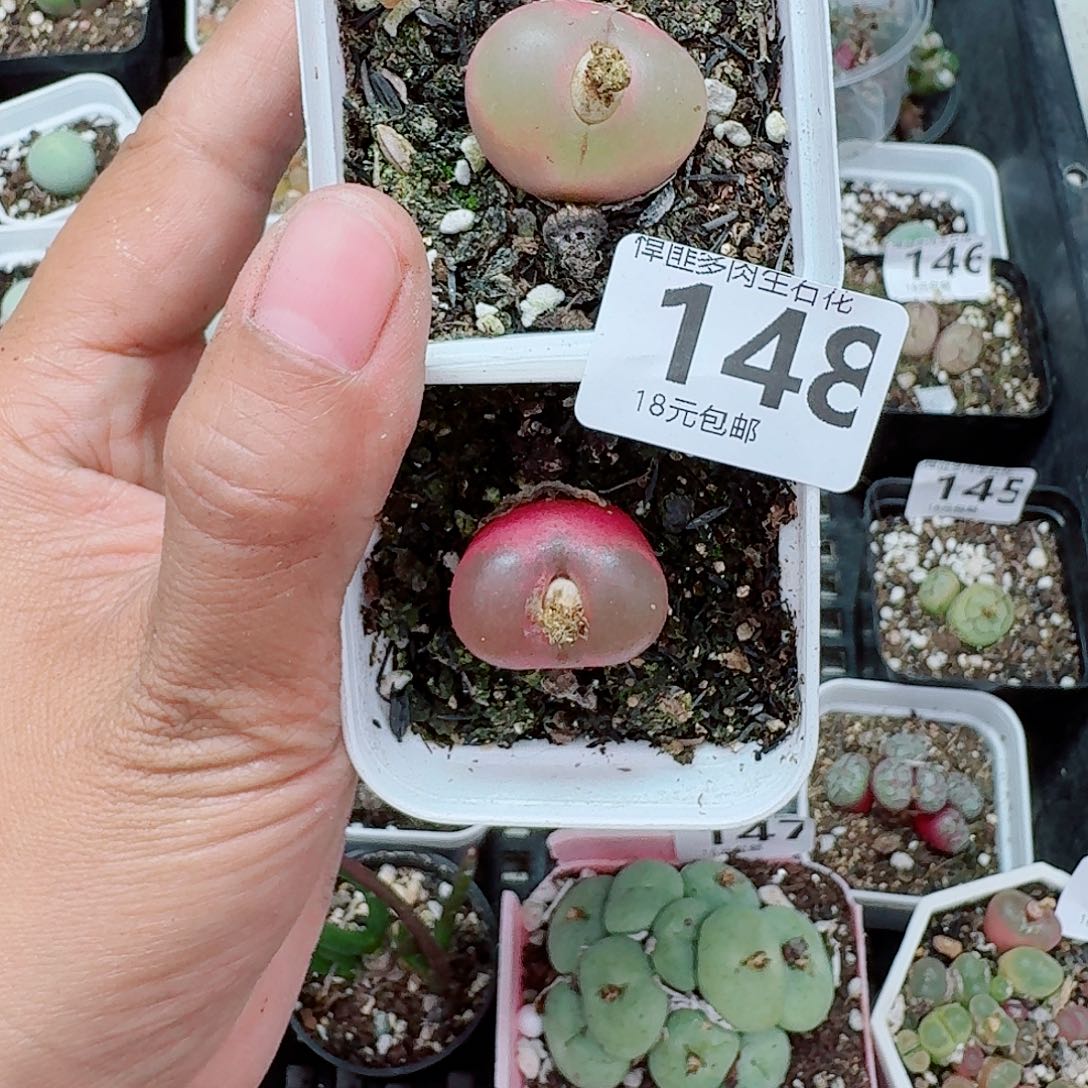 148多肉植物多肉植物