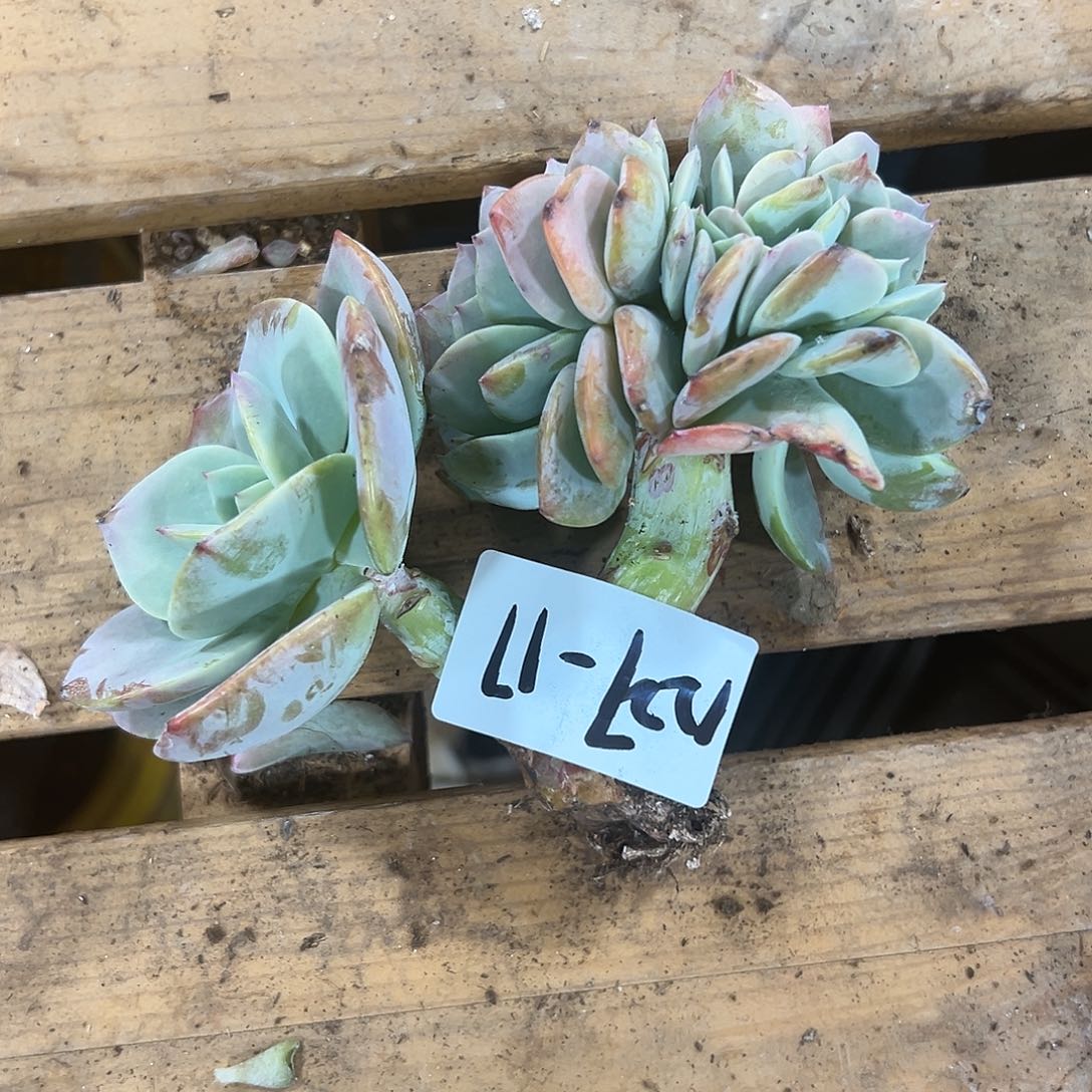 下***@1227-17白凤缀多肉