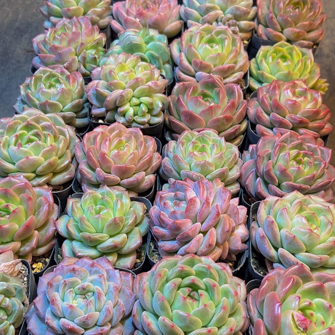 093多肉葡萄的味道是真的很好吃的