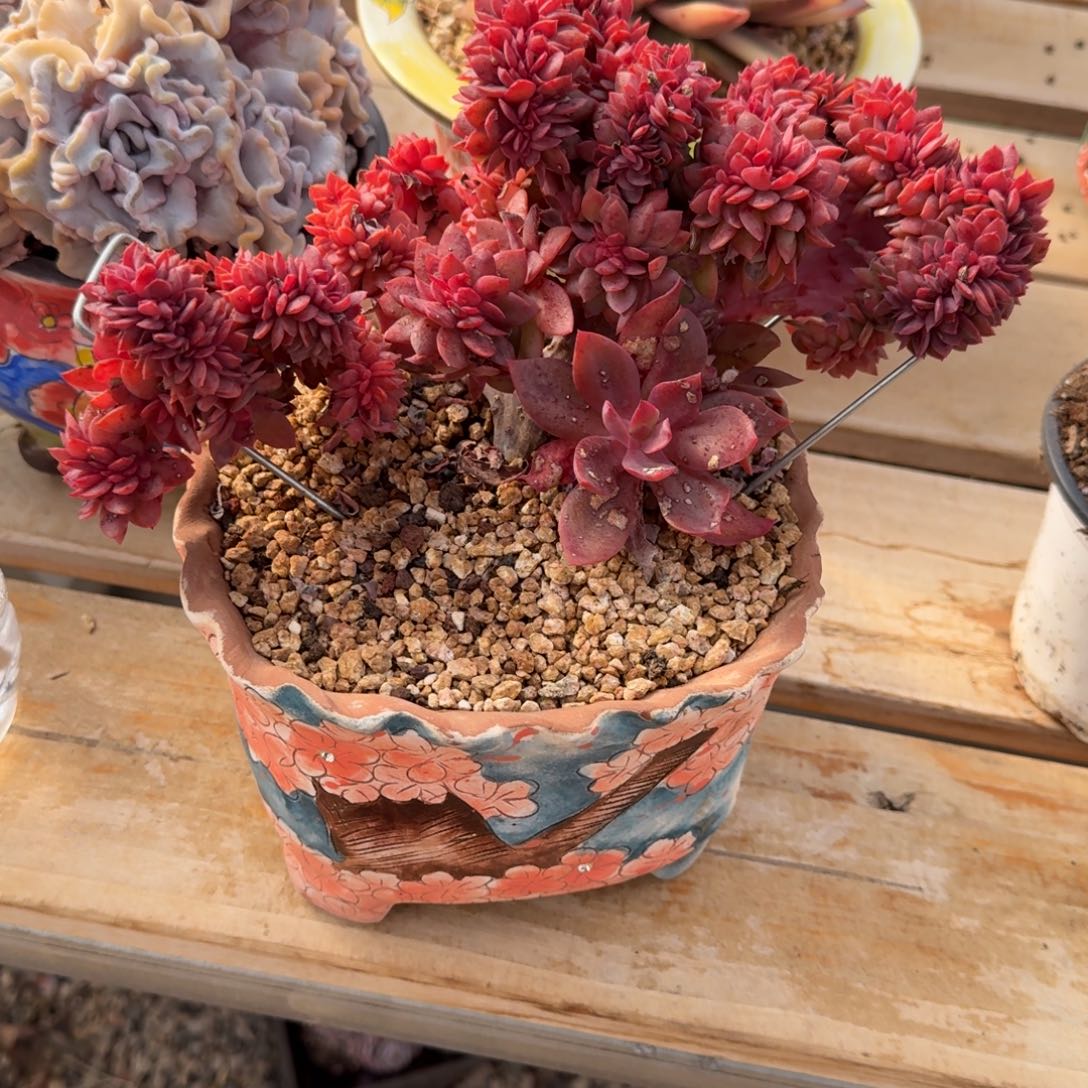 花伐缀化多肉植物