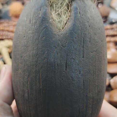 文玩核桃吊坠印尼大海椰子