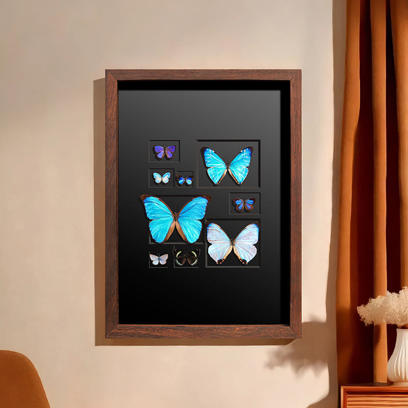 【人间九秀】蝴蝶标本装饰画相框大蓝闪蝶夜明珠西风闪蝶多蝶组合