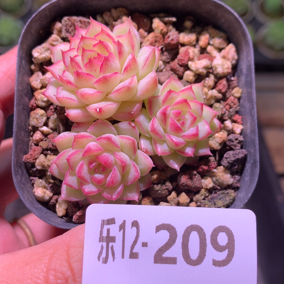 乐然12-209 女王玫瑰 