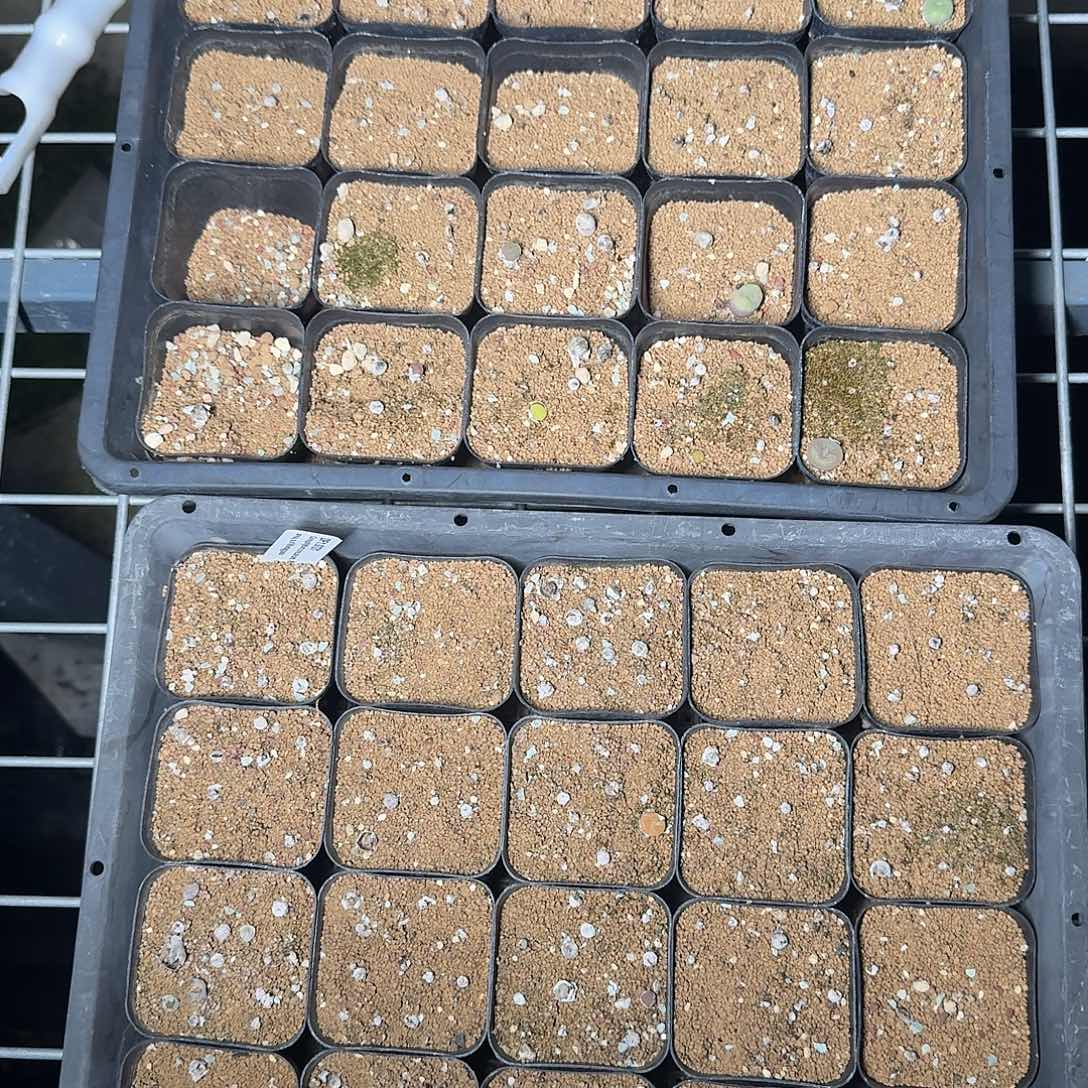 空卡佛没几个不要介意