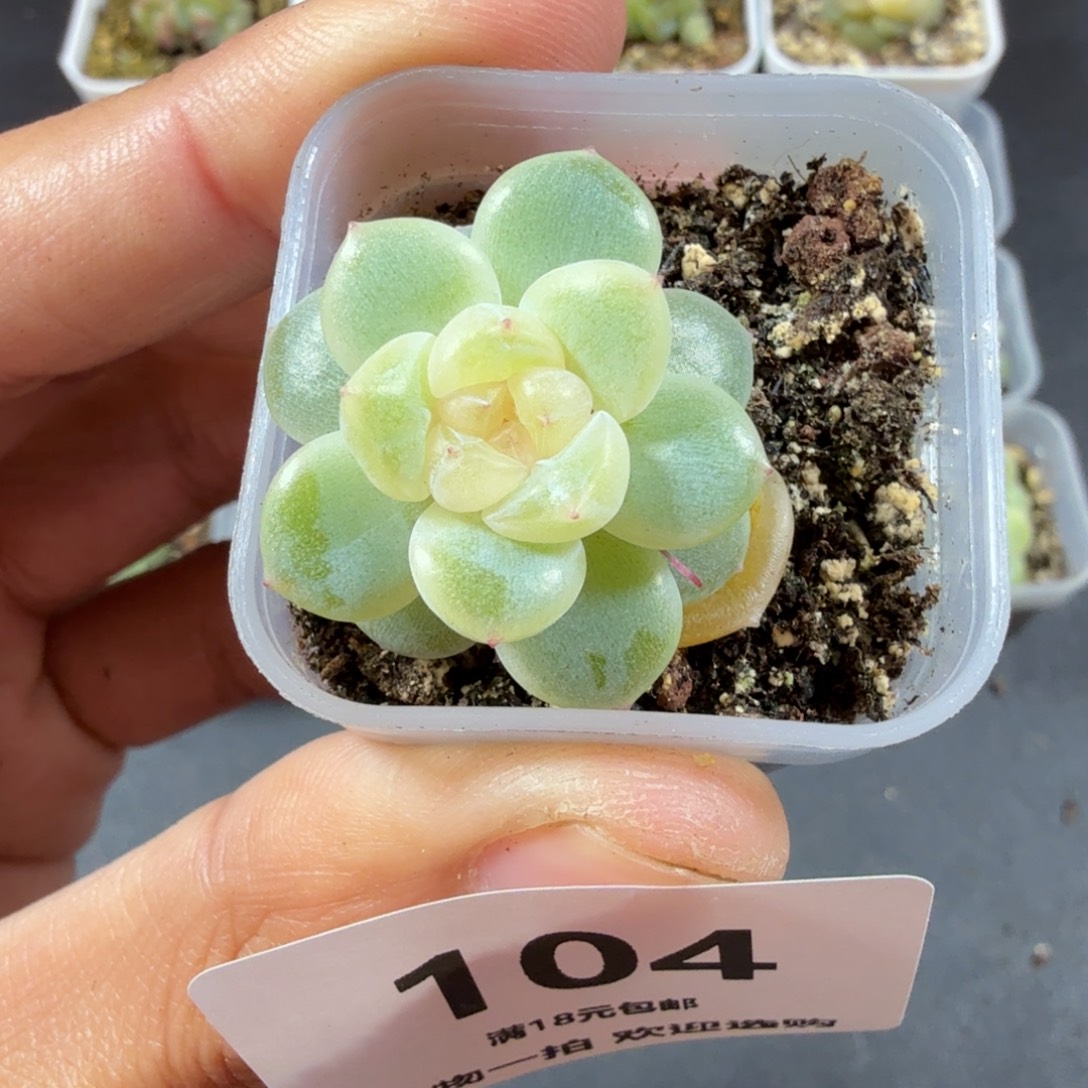 奶油财富一物一拍104