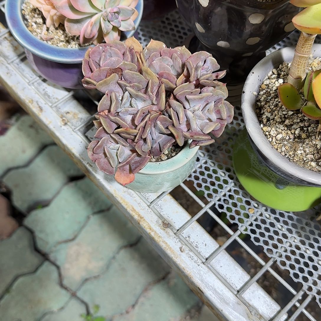 雪精灵带盆多肉植物