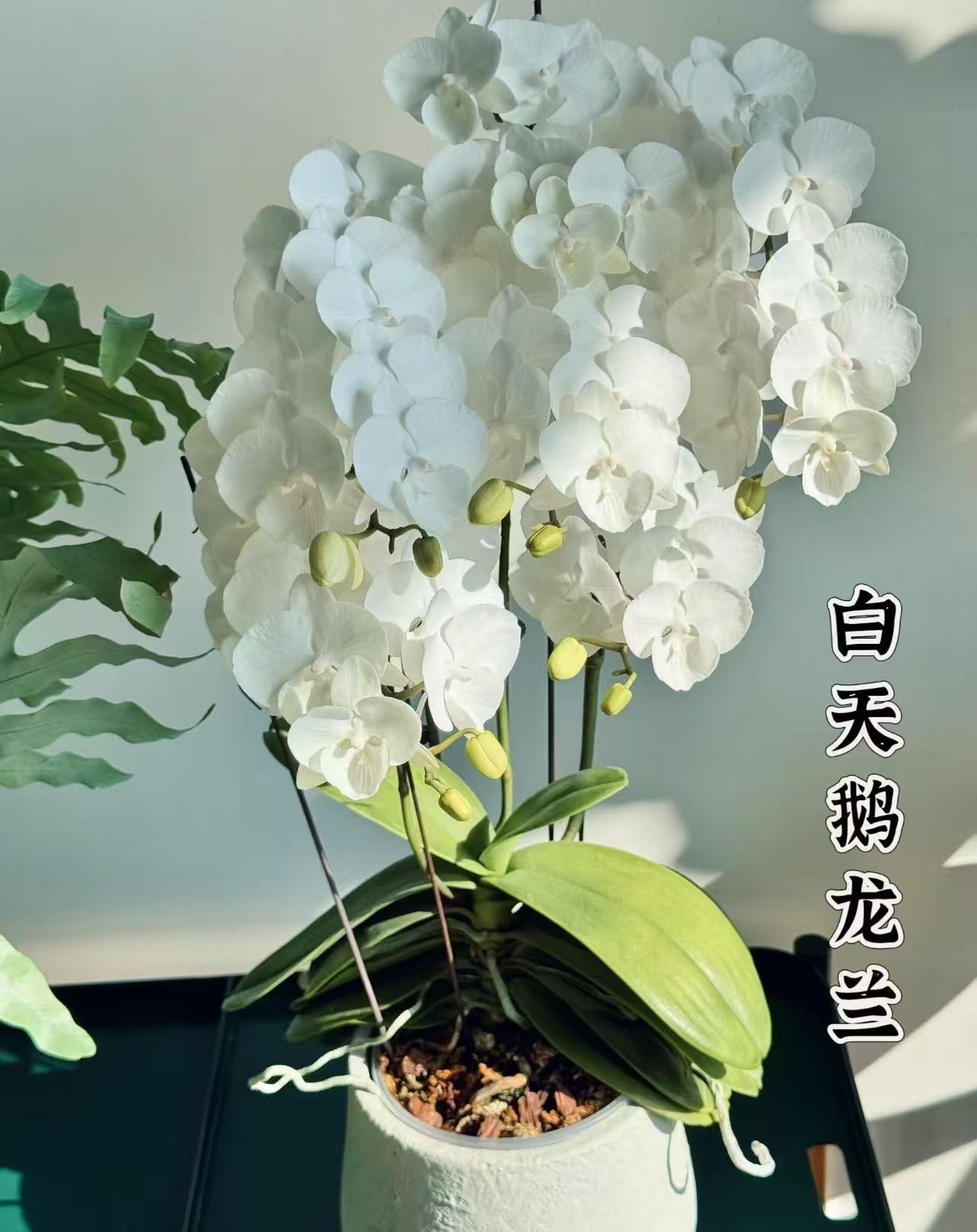 【白天鹅】5.0杯寸 多花剑龙兰开花株 带花带花苞  高品质蝴蝶兰