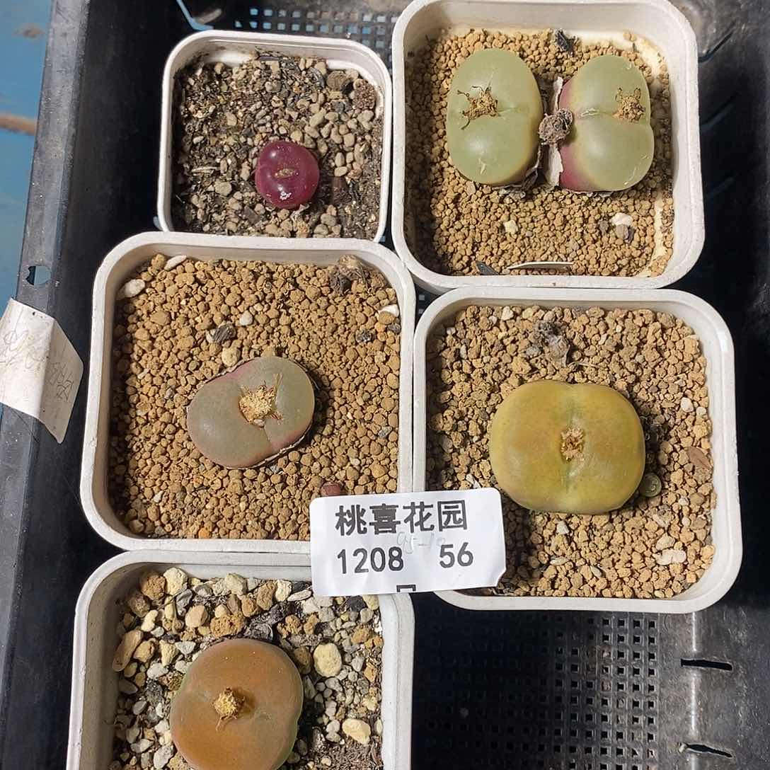 锅*1208-56-打包拆分。    