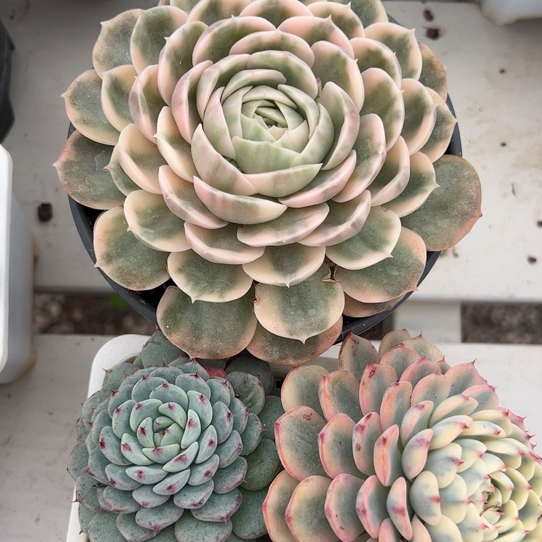 姬莲锦和昂斯诺多肉