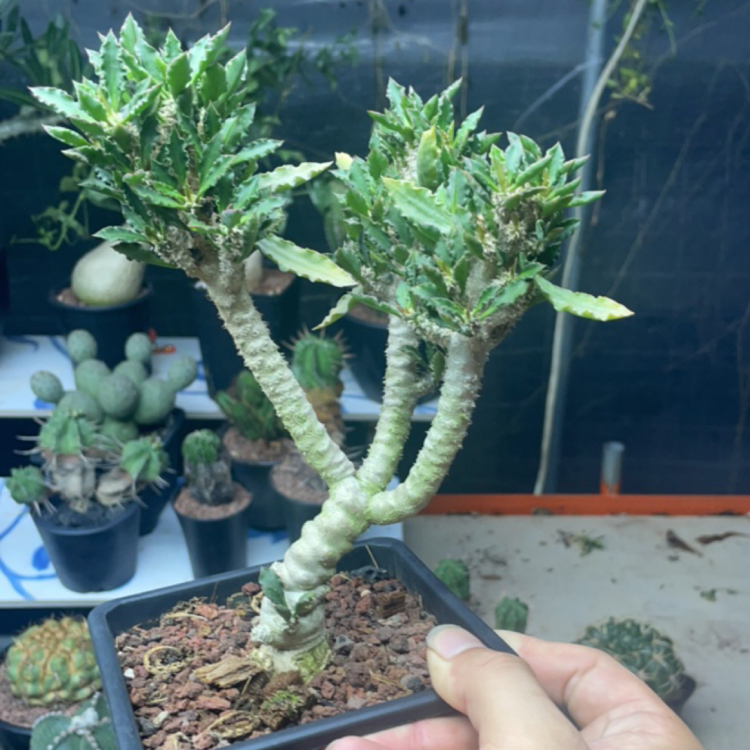 大戟科皱叶麒麟多肉植物看根赏叶群生绿植创意小盆栽