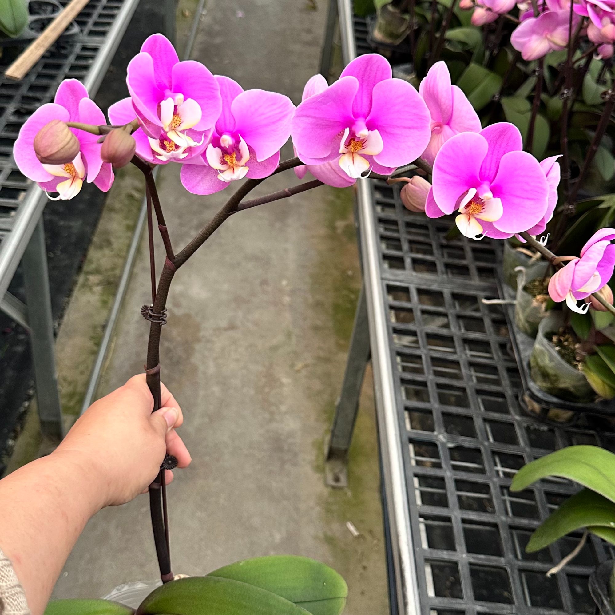 【大花安娜】双花剑（粉色系） 蝴蝶兰高雅别致好养易活放