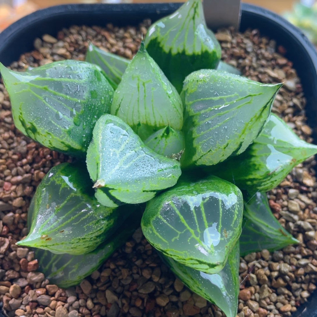 7.十二卷多肉裹般若寿。