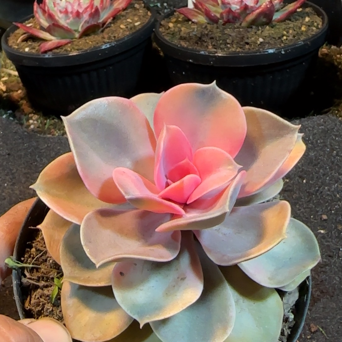 彩虹一物一拍包装收缩花旱