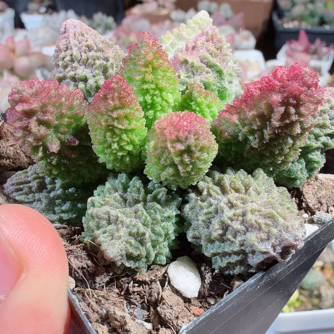 朱紫玉          