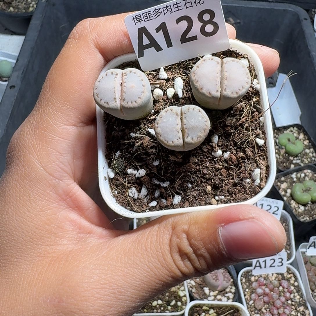 128多肉植物多肉植物