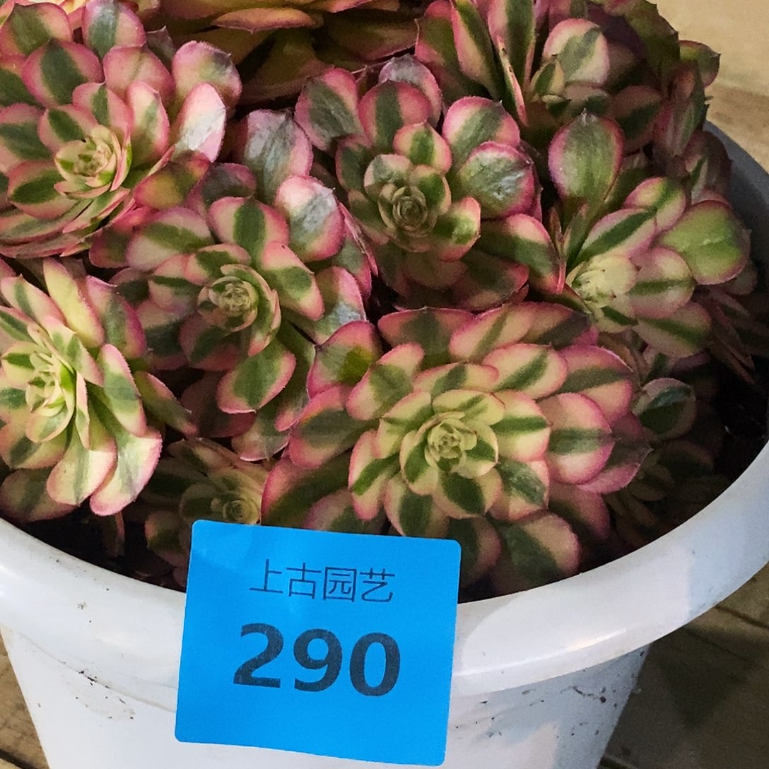 上古园艺多肉法师290