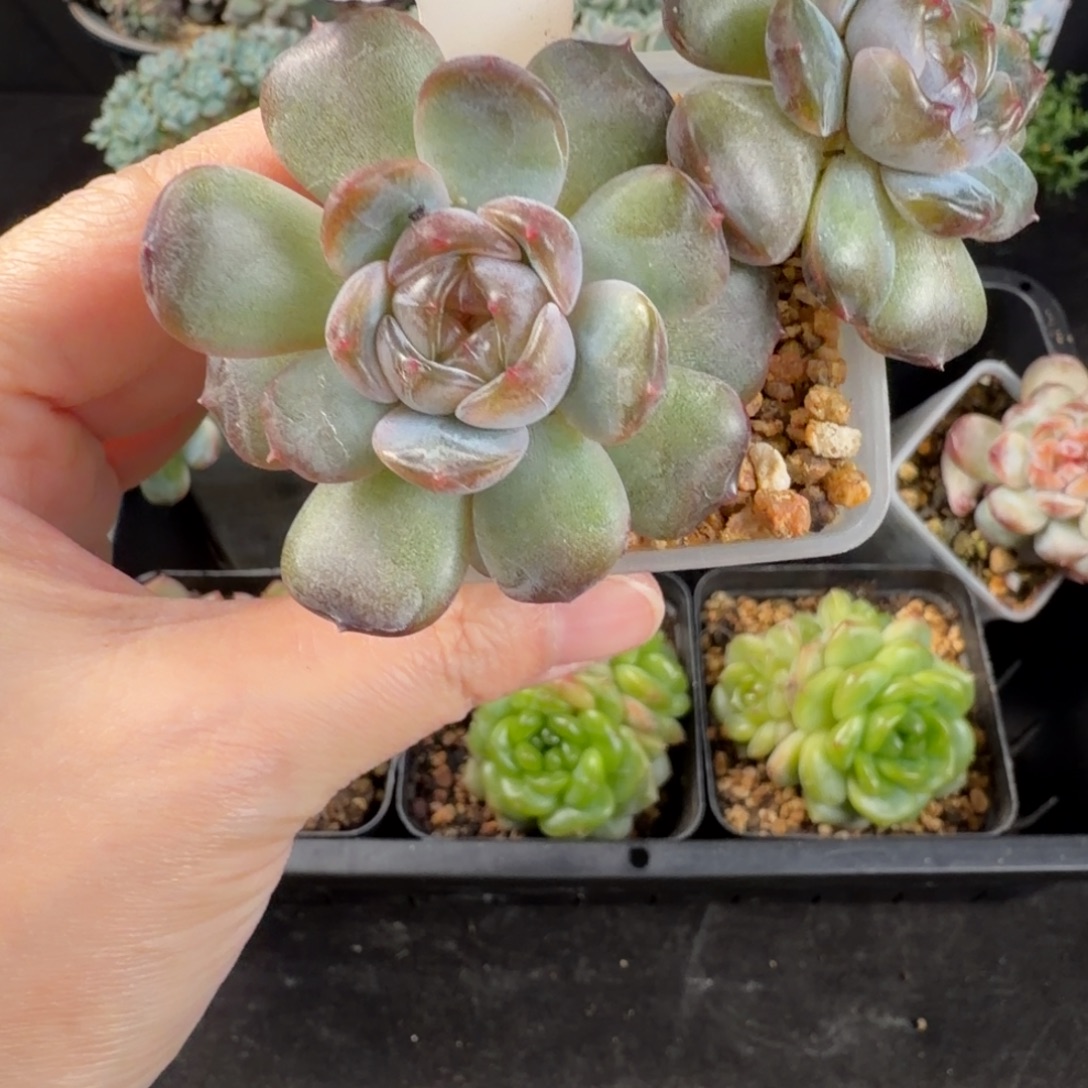 红色恋人双头74号一颗