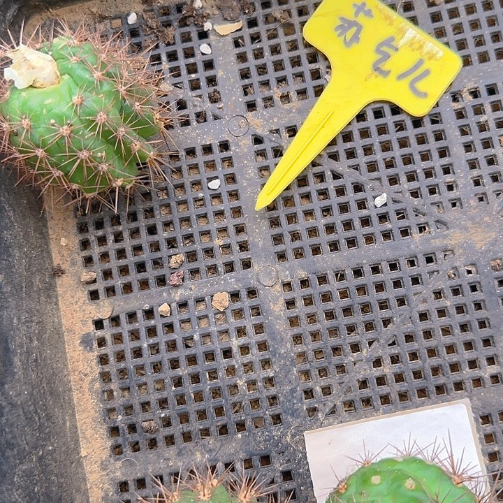 苏乞儿无根侧芽四公分左右