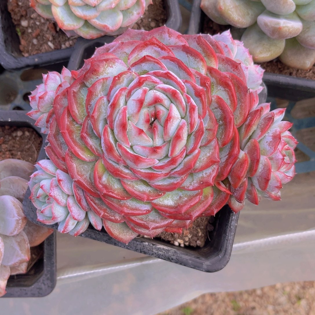 15公分香提卡99999999